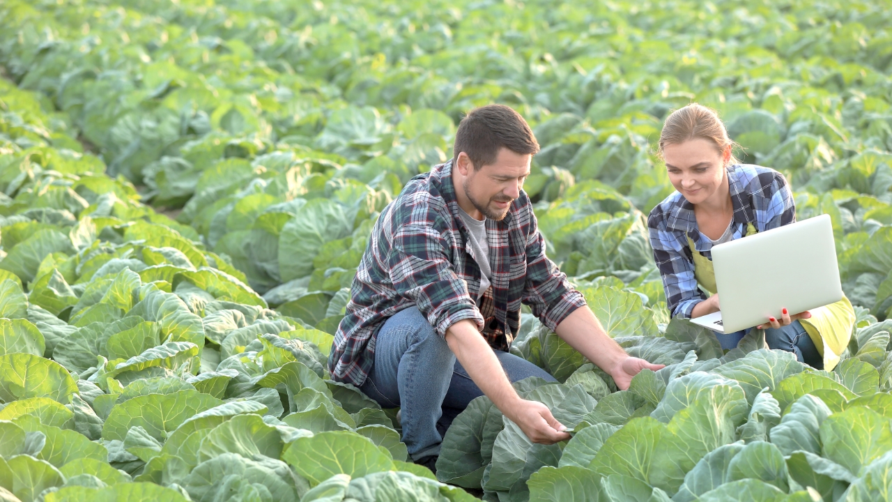 Man and women in field with laptop